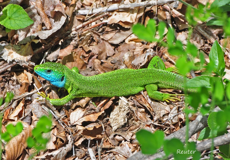 Östliche Smaragdeidechse (Lacerta viridis)